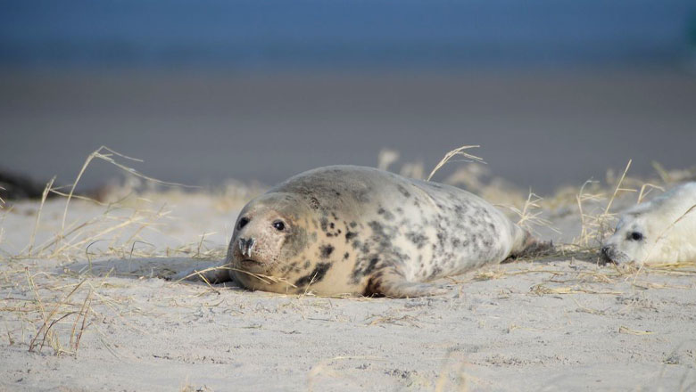 Home - Waddenzee