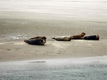 Zeehonden op zandbank (foto: Tim Oord)