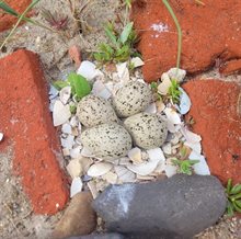 Blog Rottumerplaat foto 1