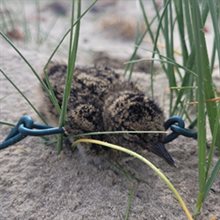 Blog Rottumerplaat foto 2