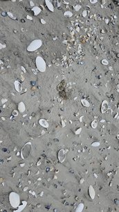 pulletjes dwergstern