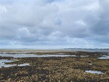 Een mossel-oesterrif onder Terschelling_Caterina Coral