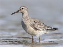 Kanoet-Saxifraga-Mark Zekhuis