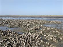 Mokbaai bij Texel_Rosa Jolma