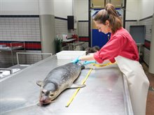 Onderzoek aan gestrande zeehond_Jelle Boontje