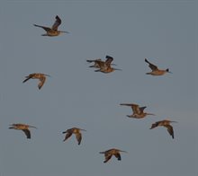 Blog RikJan 4