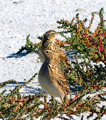 Blog Jan foto 1 Graspiepers