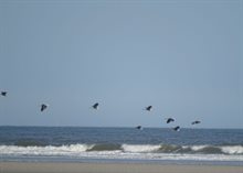 reigers breed