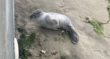 Zeehond op Richel
