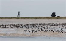 drieteenstrandlopers