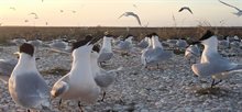 Kolonie grote sterns op Zuiderduin